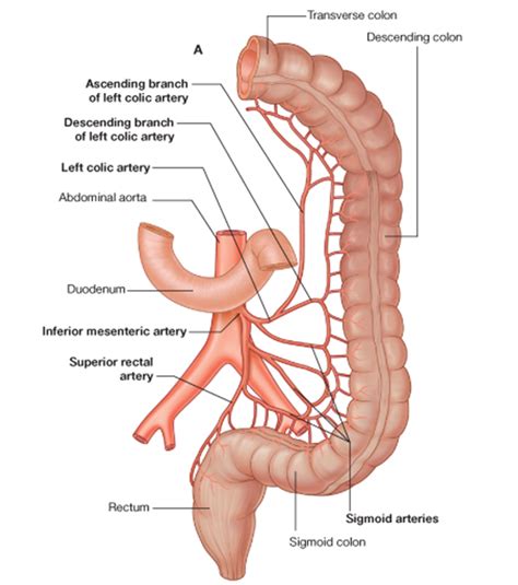 cwargubuh: Inferior Mesenteric Artery