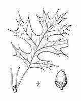 50  Northern Red Oak Tree Stock Illustrations Royalty Free Vector sketch template