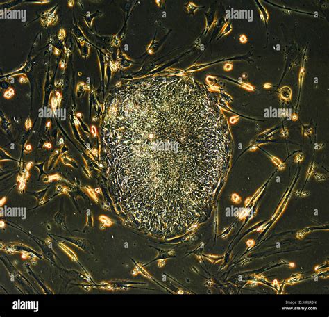 Induced pluripotent stem cells hi-res stock photography and images - Alamy