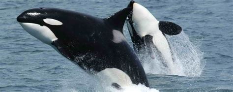 10 Ways to Help Protect Whales and Dolphins