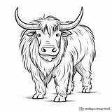 Yak Coloring Pages  Free & Printable sketch template