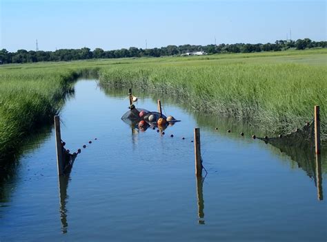 Alewife spawning strategies may differ between river systems – Fish Habitat Section of the ...