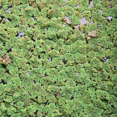 Azolla: Grow Your Own Fertilizer For Free! – Food Forest Plants