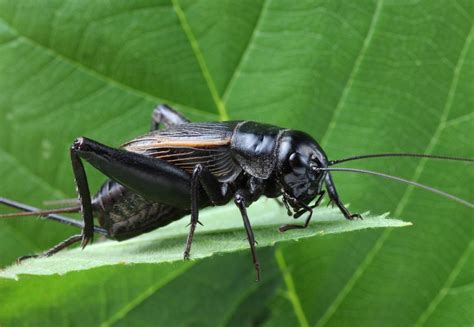 Mole Cricket: The Guide To Kill These Destructive Pests