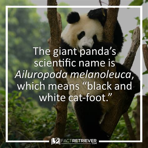 Four giant panda facts – Artofit