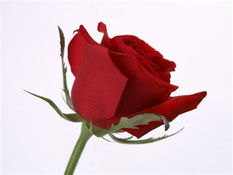 🔥 Download Animals Zoo Park Single Red Rose Wallpaper For Desktop Background by @timothyu54 ...