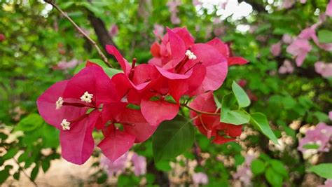 Monsoon Flowers | Monsoon Flowers | Abdul Mannan Khan | Flickr