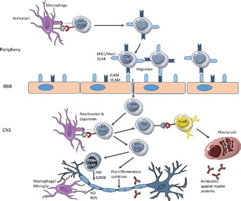 Pathogenesis Of Multiple Sclerosis