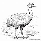 Emu Coloring Pages  Free & Printable sketch template