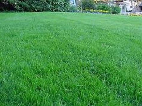 10 LB Outsidepride Creeping Red Fine Fescue Lawn Grass Seed pts.org.pl