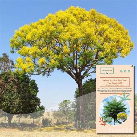 Factory price Yellow Brazilian Fern Flower Tree Seeds, Schizolobium ...