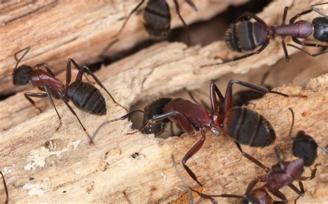 Comment Reconnaître Une Fourmi Charpentière? | ECRN Extermination