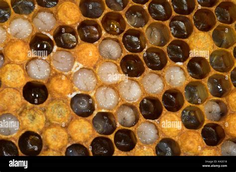 Honey Bee, Apis mellifera, inside hive, showing larvae and eggs in Stock Photo: 157406852 - Alamy