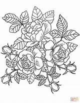Roses Flowers coloring Page  Free Printable Coloring Pages sketch template