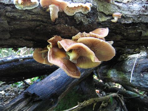 Brown & Beige Fungus on a Fallen Tree, Takoma Woods (Takom… | Flickr