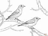 Eastern Bluebird Coloring Page Pages sketch template