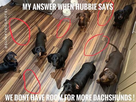 Dachshund Meme | Dachshund memes, Funny dog memes, Dachshund dog