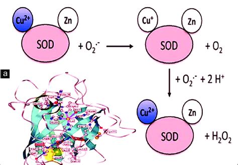 Structure De La Superoxyde Dismutase