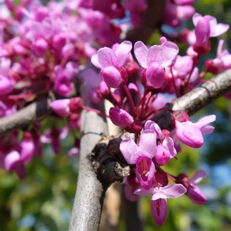 Cercis canadensis Lavender Twist | Covey | Eastern Redbud Trees