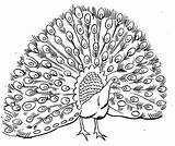 Coloring Pages Of Peacocks sketch template