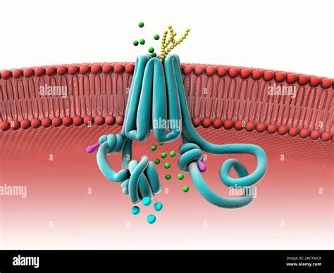 Healthy CFTR protein. Computer illustration of a normally functioning ...