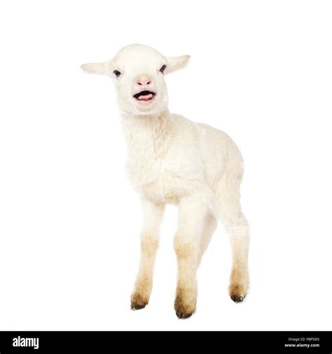 White baby lamb Stock Photo - Alamy