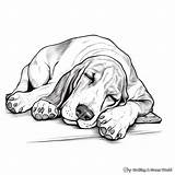 Basset Hound Coloring Pages  Free & Printable sketch template