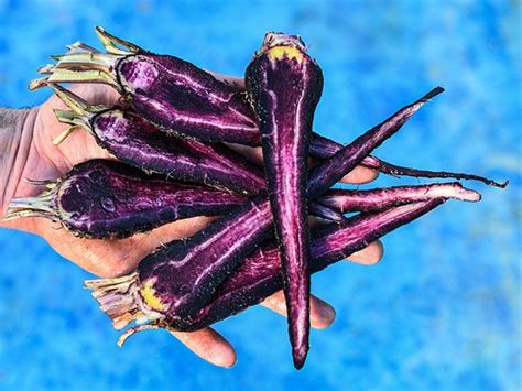 PUSA ASITA BLACK CARROT - Local Roots