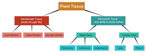 Tissues in Plants and Animals biology notes for 9 | CBSE ADDA