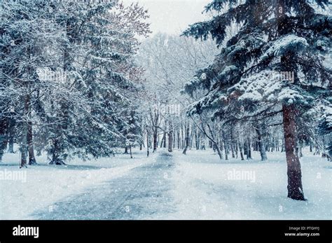 Winter landscape. Snowy trees along the winter park under falling snow. Winter snowy scene with ...