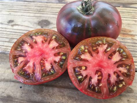 Black Krim Purple Tomato | White Harvest Seed Company