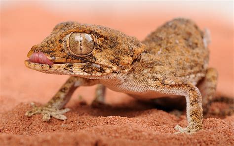 Desert gecko from Morocco | Photographed in a controlled env… | Flickr