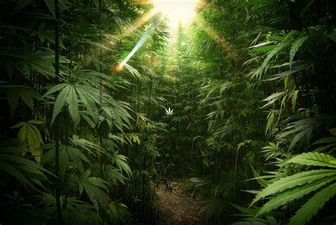 Weed 3D Wallpapers - Wallpaper Cave