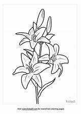 Lily Coloring Page Free Flowers  Home sketch template