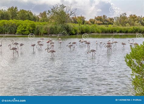 Regional Nature Park of the Camargue Stock Photo - Image of lagoon, reed: 143988784