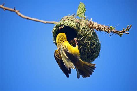 Male Southern Masked Weaver On Nest Free Stock Photo - Public Domain Pictures