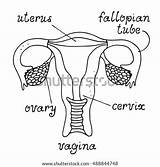 Uterus Coloring Pages sketch template