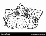 Strawberry coloring Book Whole Ripe Sweet Fruit Vector Image sketch template