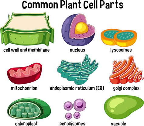 Plant Cell Illustrations, Royalty-Free Vector Graphics & Clip Art - iStock