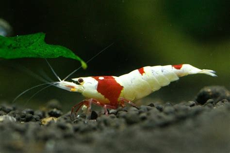 15 Popular Freshwater Shrimp Species (With Pictures): Complete Guide