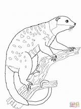 Possum Coloring Page At GetColoringscom  Free Printable Colorings sketch template