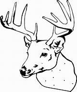 Elk Coloring Pages  Best For Kids sketch template