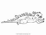 Iguana Coloring Page sketch template