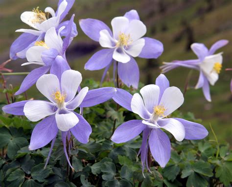 Common Rocky Mountain Wildflowers - How Many Do You Know? - Jake's ...