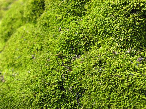 Green Moss Texture Free Stock Photo - Public Domain Pictures