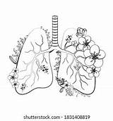 Coloring Lungs Organ People Meditative Drawing Stock Vector Royalty  sketch template