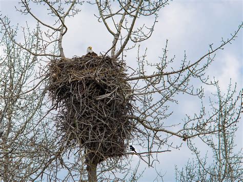 Bald Eagle Nesting (All You Need To Know) | Birdfact