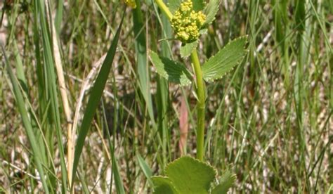 Heart-leaved Alexander | Prairie Pollination