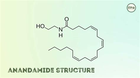 Anandamide - Weed-Smart