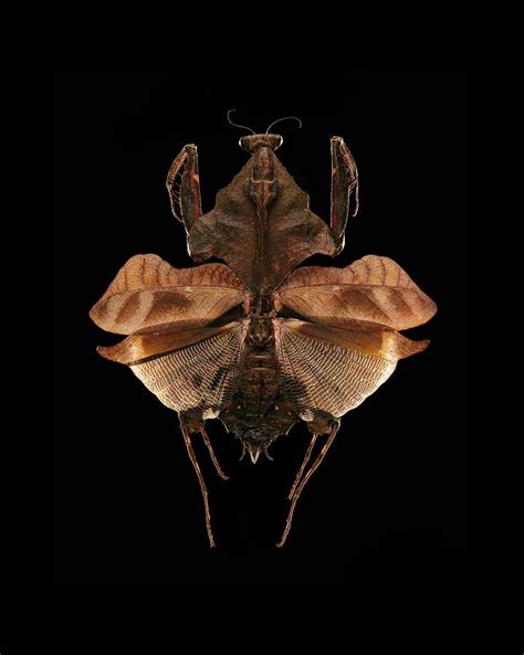 Malaysian dead leaf mantis Photograph by Science Photo Library - Fine ...